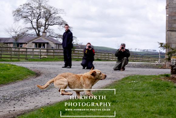 Gundog Photography 262