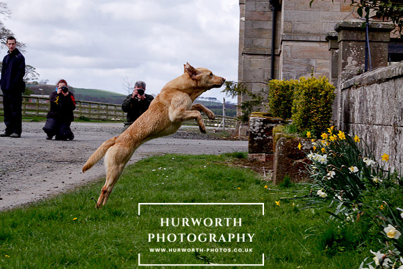 Gundog Photography 263
