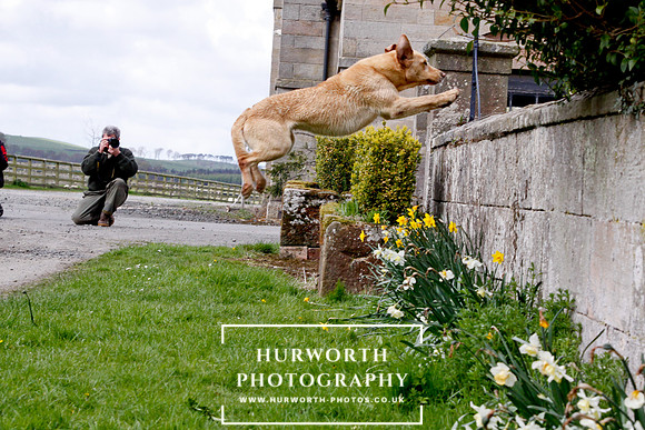 Gundog Photography 264