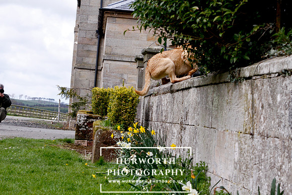 Gundog Photography 265