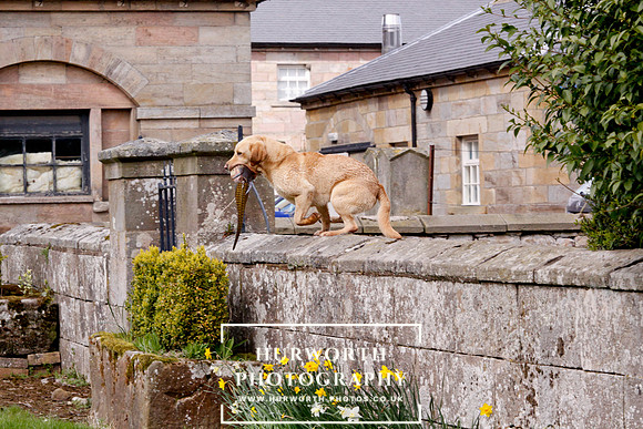 Gundog Photography 266