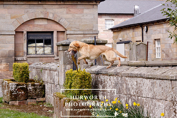 Gundog Photography 267