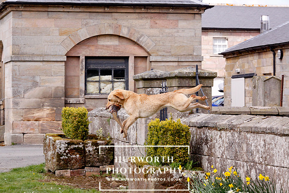 Gundog Photography 268