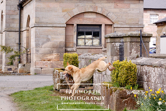 Gundog Photography 269