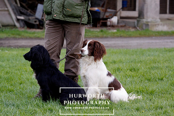Gundog Photography 270