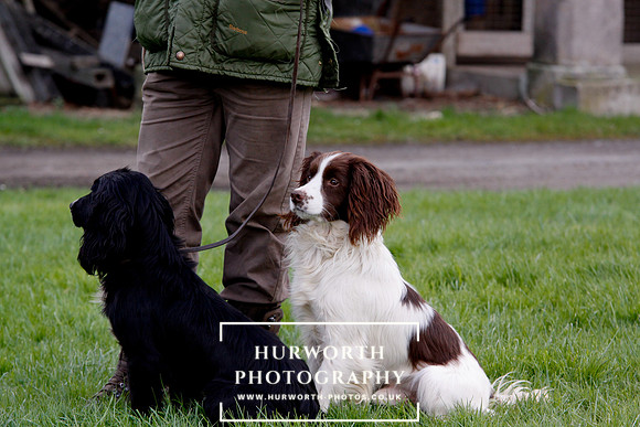 Gundog Photography 271