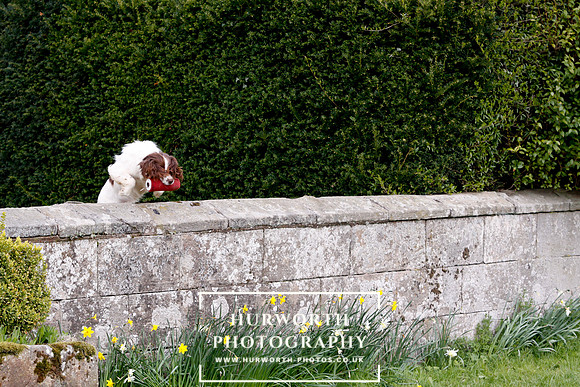 Gundog Photography 272