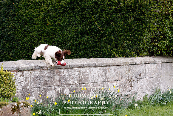 Gundog Photography 273