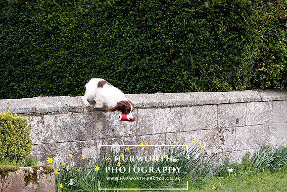Gundog Photography 274