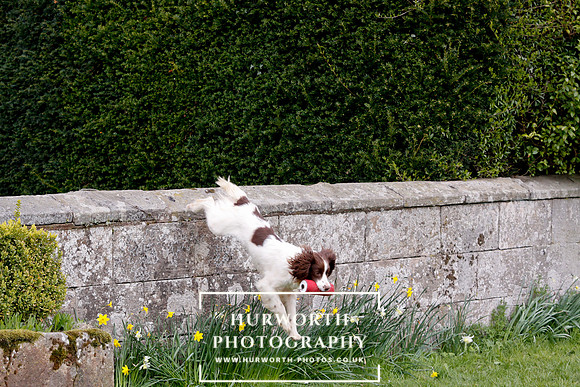 Gundog Photography 275