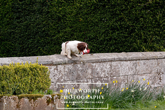 Gundog Photography 276
