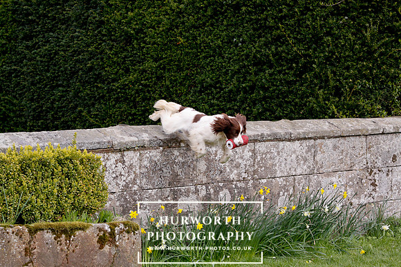 Gundog Photography 277
