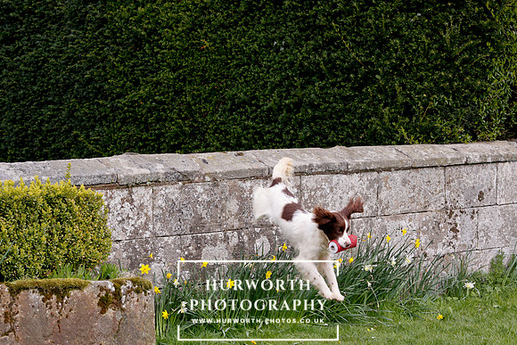 Gundog Photography 278