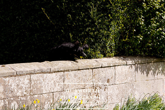 Gundog Photography 279