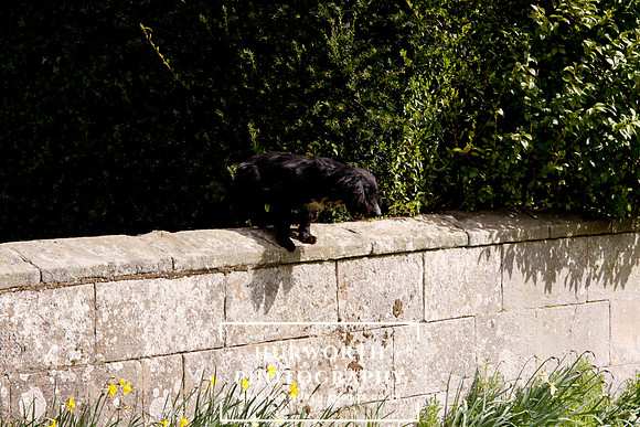 Gundog Photography 280