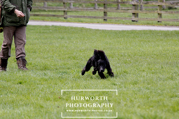 Gundog Photography 282