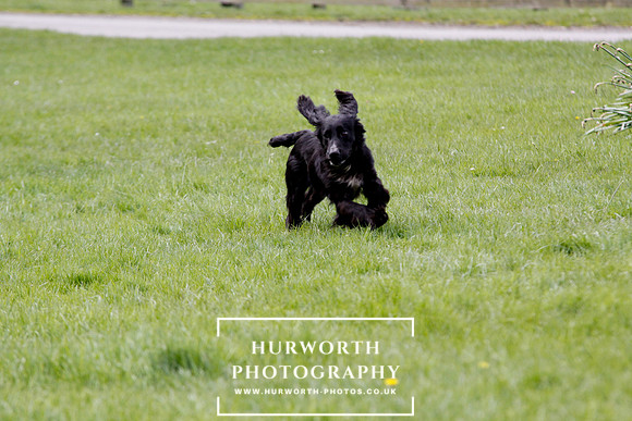 Gundog Photography 283