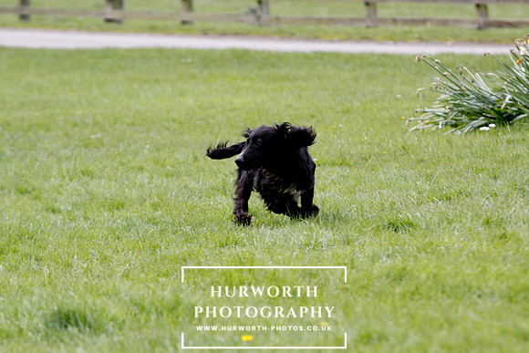 Gundog Photography 284