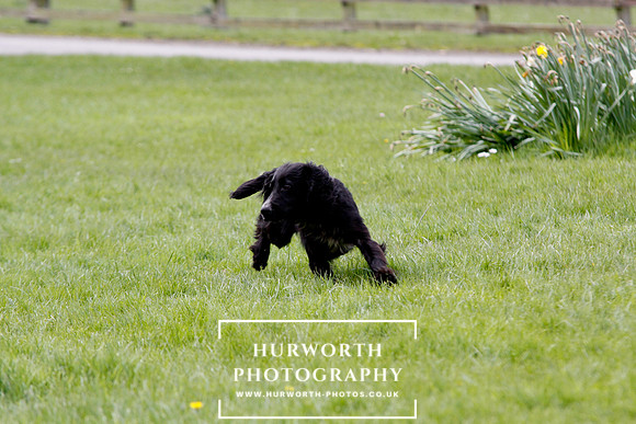 Gundog Photography 285