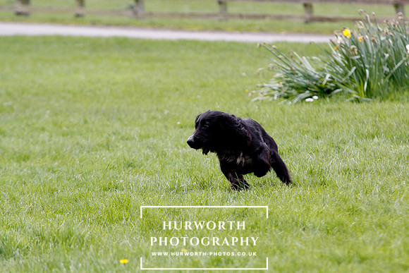 Gundog Photography 286