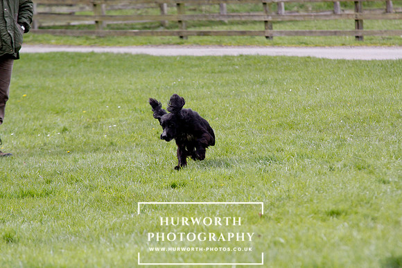 Gundog Photography 287