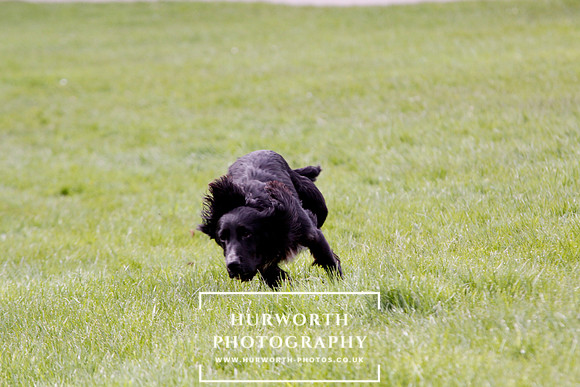 Gundog Photography 288