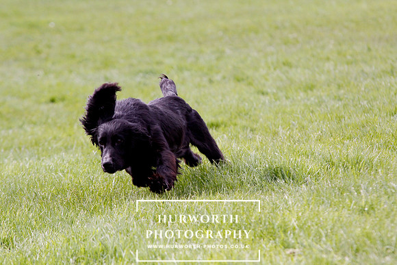 Gundog Photography 289