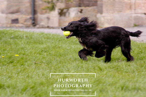 Gundog Photography 290