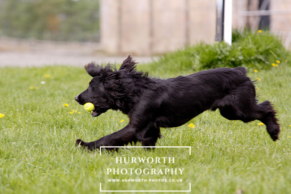 Gundog Photography 291
