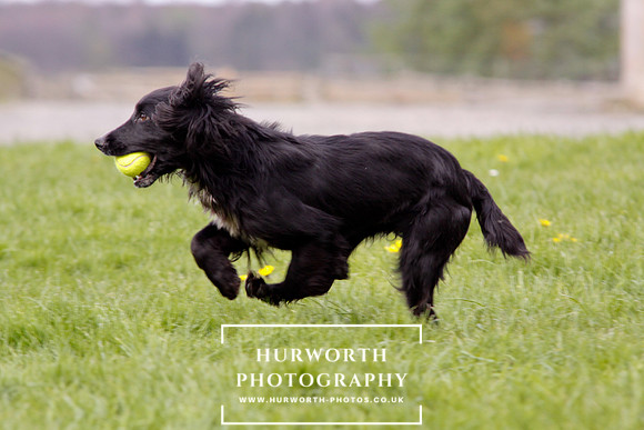 Gundog Photography 292