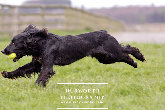 Gundog Photography 293