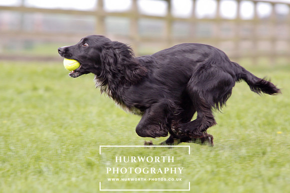 Gundog Photography 294