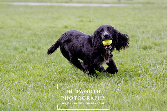 Gundog Photography 295