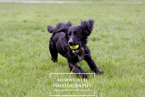 Gundog Photography 296