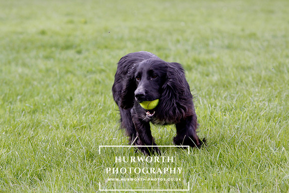 Gundog Photography 297