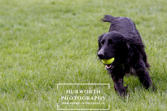Gundog Photography 298