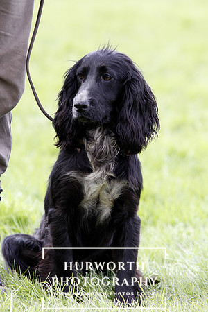 Gundog Photography 302