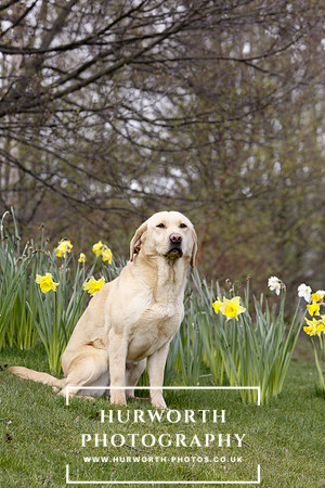 Gundog Photography 001
