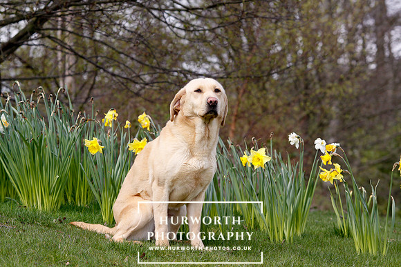 Gundog Photography 002