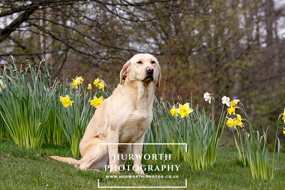 Gundog Photography 003