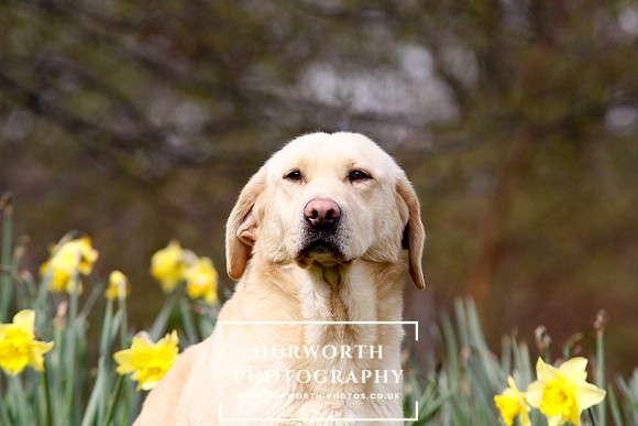 Gundog Photography 004