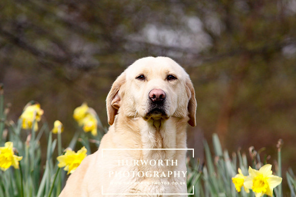 Gundog Photography 005