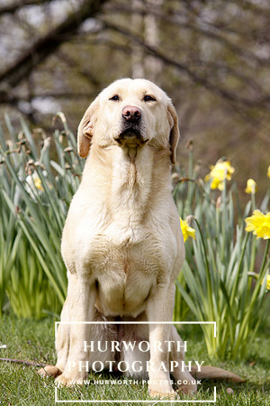 Gundog Photography 007
