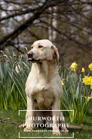 Gundog Photography 008
