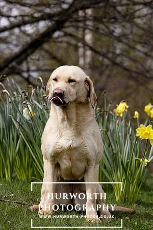 Gundog Photography 009