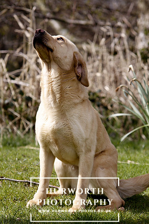 Gundog Photography 010