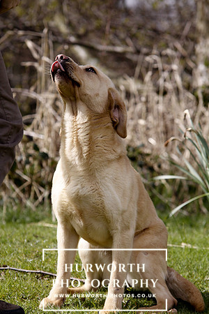 Gundog Photography 011