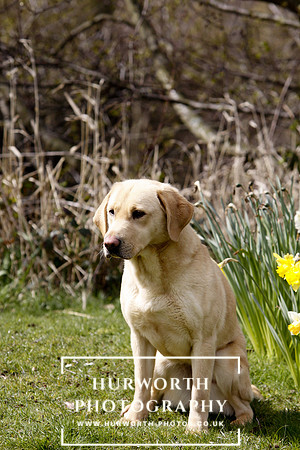 Gundog Photography 012