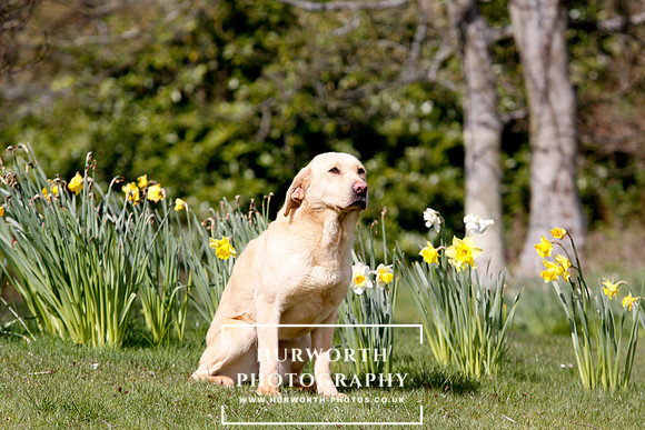 Gundog Photography 015
