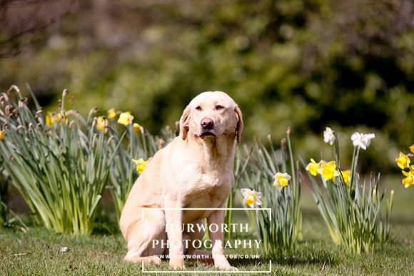 Gundog Photography 018